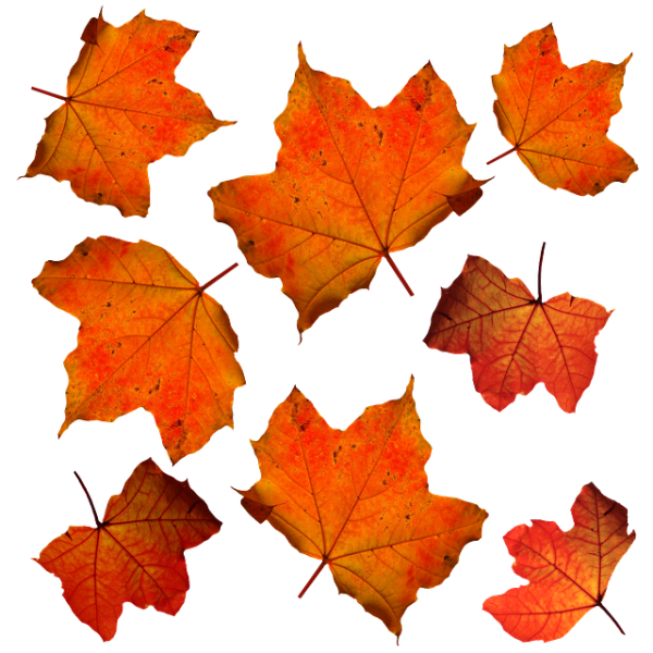 3 Magnet DIYs With Autumn Leaves