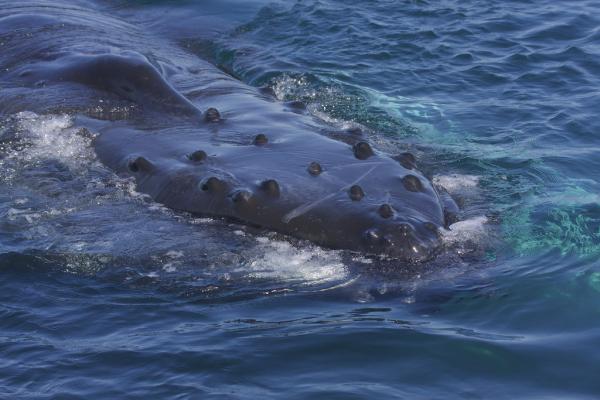 A Whale of a Magnetic Field