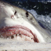 Can Magnetic Barriers Save Sharks and Swimmers?