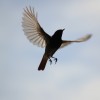 Magnetoreception: The Animal Kingdom’s Real-Life Super Power