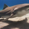 4 Fun Facts about Magnets and Sharks