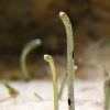 Eels Have A Sense For Magnetic Fields
