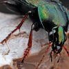 DIY Faux Insect Magnets