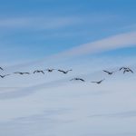 How The Magnetosphere Affects Migrating Birds