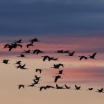 Animals And Magnetic Fields